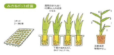 みのるポット成苗